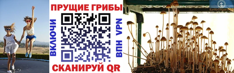 Галлюциногенные грибы Psilocybe  Мосальск 